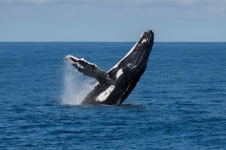 Swim with Humpback Whales Adventure