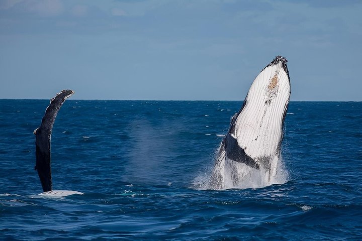 Swim with Humpback Whales Adventure
