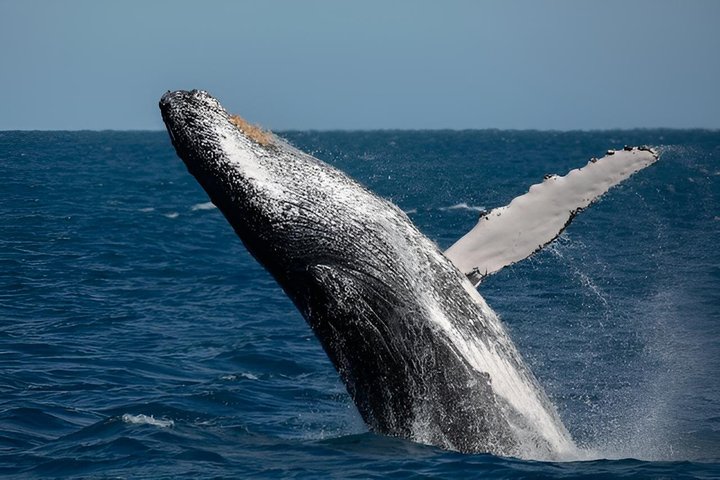 Swim with Humpback Whales Adventure