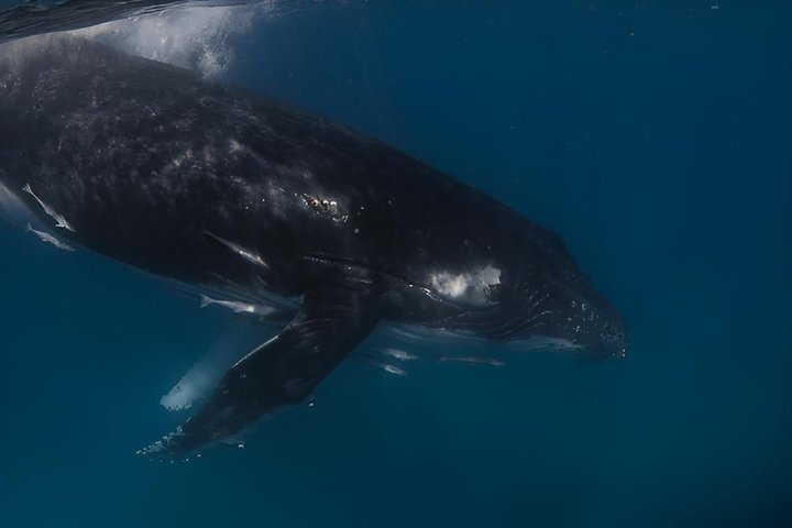 Swim with Humpback Whales Adventure