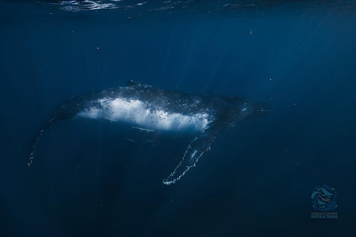 Swim with Humpback Whales Adventure