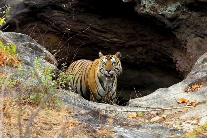 Pench Tiger Safari Tour 3 Days and 2 Nights from Nagpur