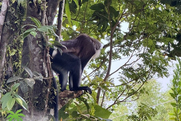 Grenada’s Best: Waterfalls, Chocolate, Rum and Rainforest Tour