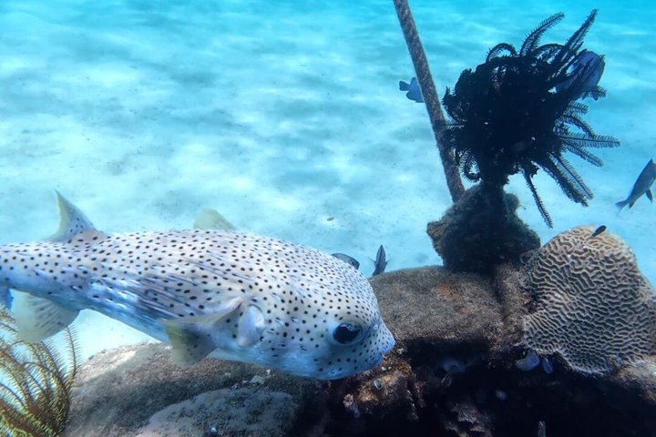 Tunku Abdul Rahman Marine Sapi and Manukan Snorkeling with Lunch