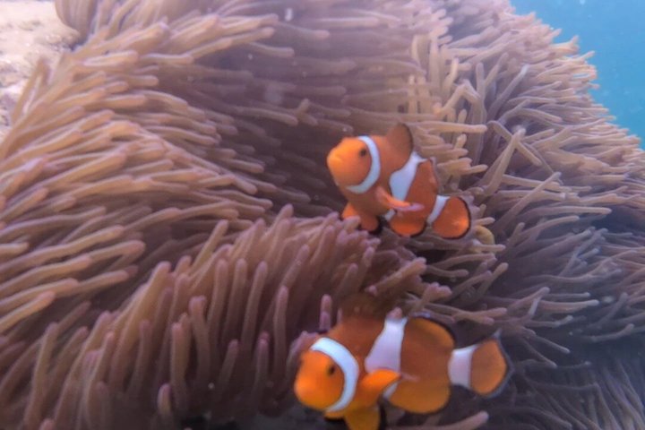 Tunku Abdul Rahman Marine Sapi and Manukan Snorkeling with Lunch