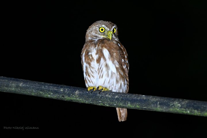 Grand Selva 4 Days Jungle Expedition Amazon Ecuador rainforest