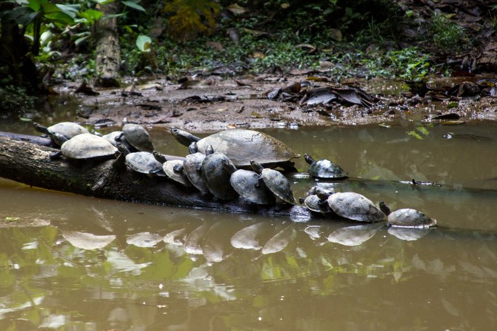 Grand Selva 4 Days Jungle Expedition Amazon Ecuador rainforest