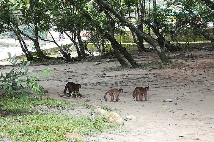 Grand Selva 3-Day Jungle Expedition Amazonia Ecuador rainforest