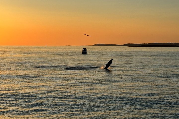 Medulin: 85% Dolphin Sunset Cruise, All-Inclusive & Face Painting