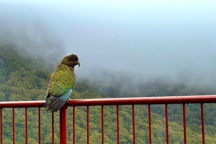 Premium Milford Sound Tour, Cruise & Lunch from Te Anau