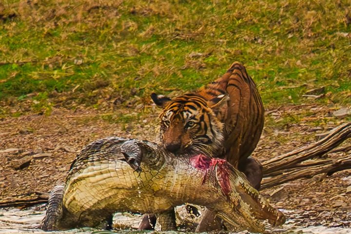 Ranthambore Tiger Safari | Shared Canter, Jeep & Private Safari