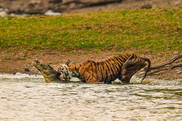 Ranthambore Tiger Safari | Shared Canter, Jeep & Private Safari