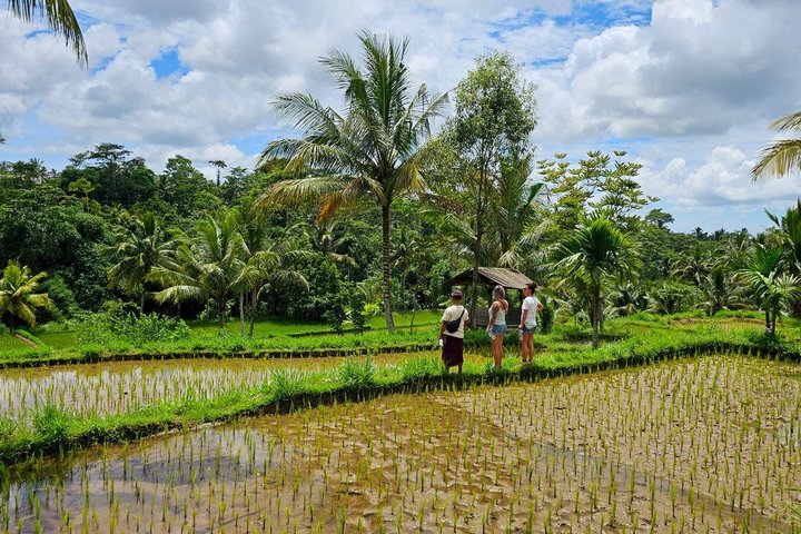 Lombok Private Trip: 4 Waterfalls, Rice Fields & Jungle Trek