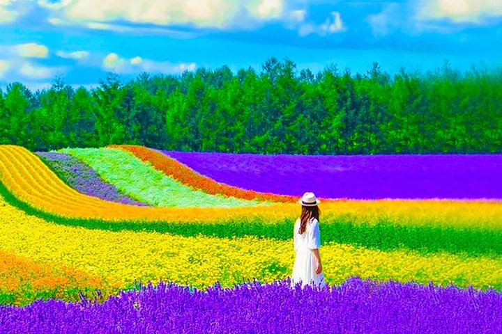 Hokkaido Farm Tomita, Shikisai Oka, Waterfall, Blue Pond Day Tour