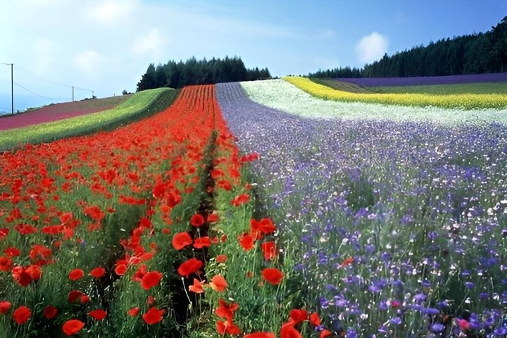 Hokkaido Farm Tomita, Shikisai Oka, Waterfall, Blue Pond Day Tour