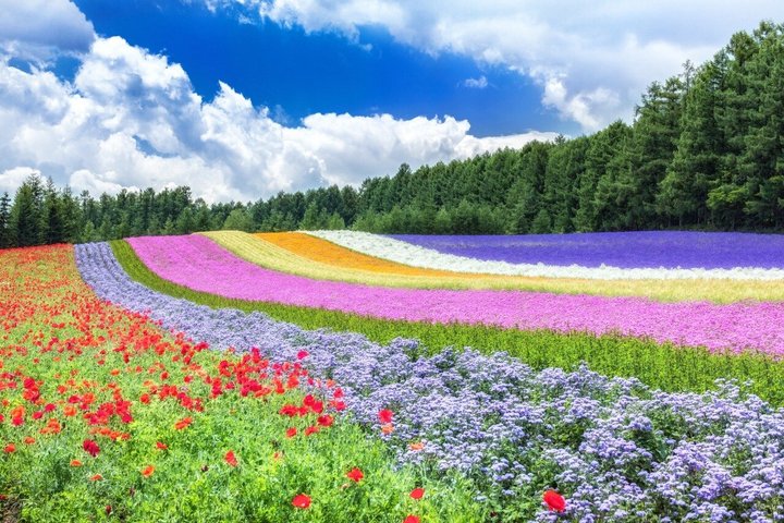 Hokkaido Farm Tomita, Shikisai Oka, Waterfall, Blue Pond Day Tour