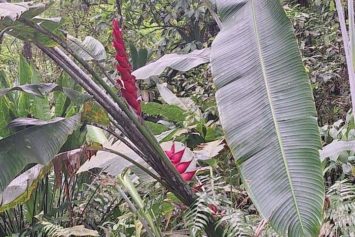 North Island Tour and Martinique Best Secret