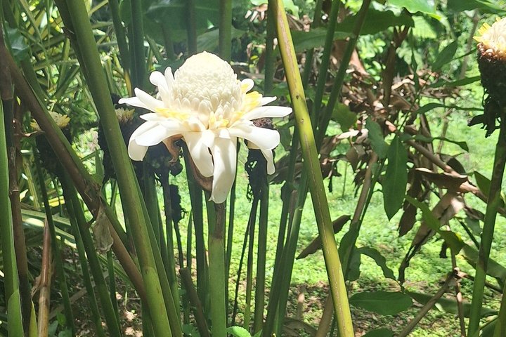 North Island Tour and Martinique Best Secret