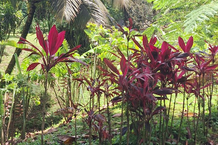 Half-Day Nature and Panorama Tour in Martinique