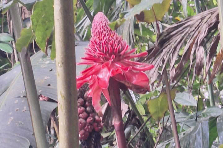 Half-Day Nature and Panorama Tour in Martinique