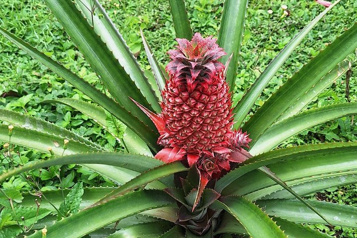 Half-Day Nature and Panorama Tour in Martinique