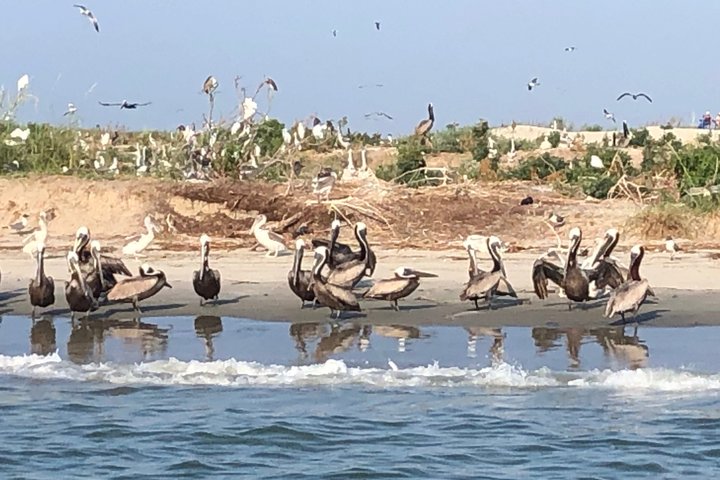 Private Dolphin Watch, Lighthouse and Ecological Boat Tours