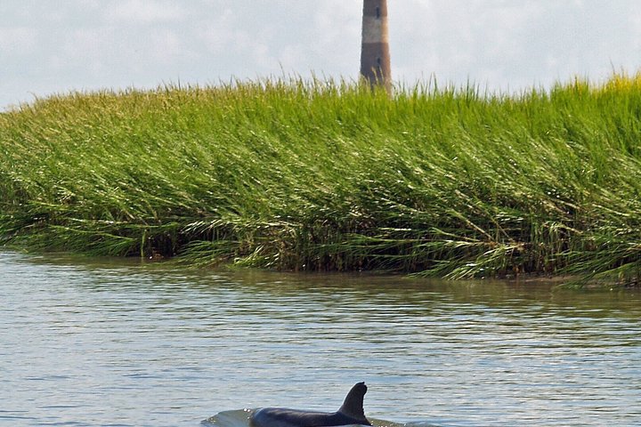 Private Dolphin Watch, Lighthouse and Ecological Boat Tours