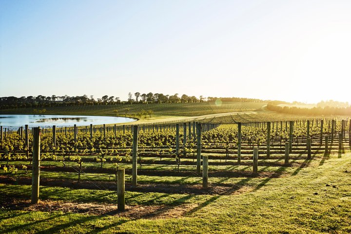 Mornington Peninsula Small Group Lunch and Wine Tasting Quealy