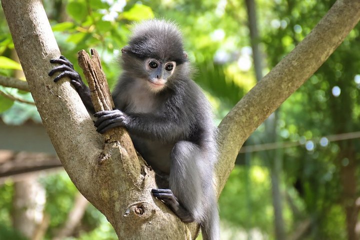 Hua Hin Wildlife Rescue Centre & Elephant Refuge Day Trip