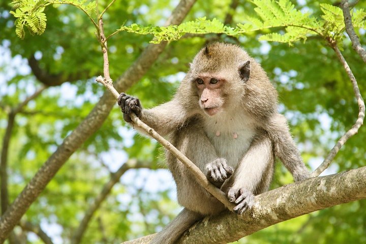 Hua Hin Wildlife Rescue Centre & Elephant Refuge Day Trip