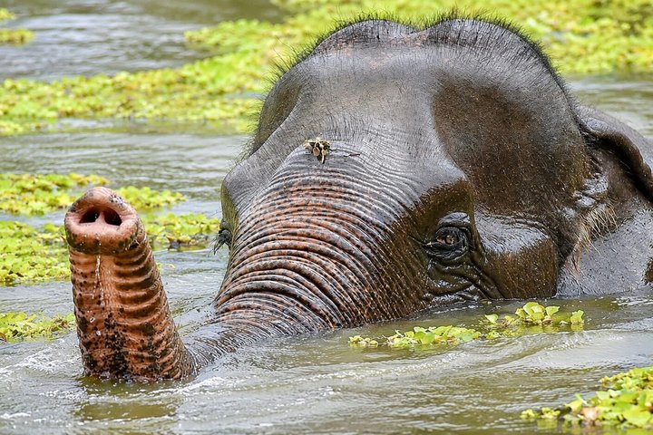 Hua Hin Wildlife Rescue Centre & Elephant Refuge Day Trip