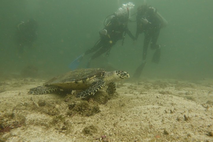 Small Group Scuba Diving Los Arcos from Sayulita