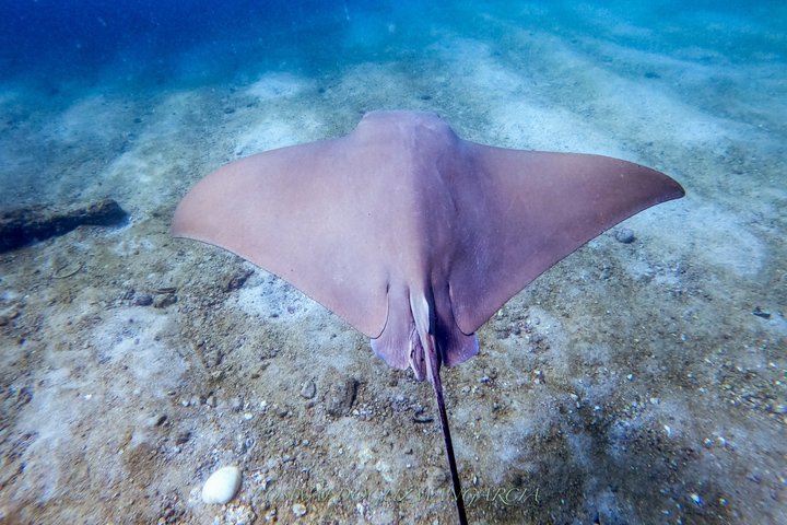 Small Group Scuba Diving Los Arcos from Sayulita