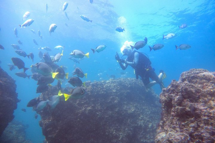 Small Group Scuba Diving Los Arcos from Sayulita