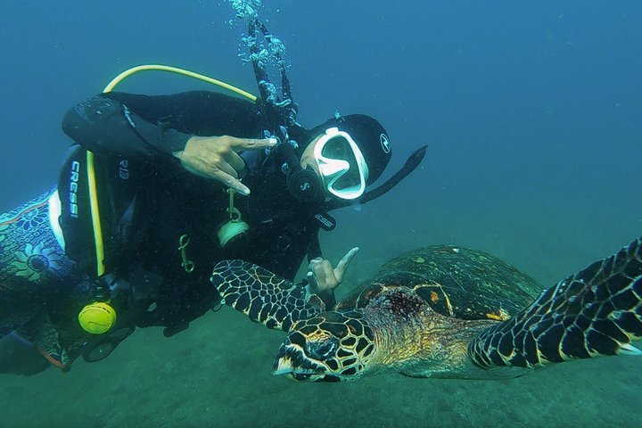 Small Group Scuba Diving Los Arcos from Sayulita
