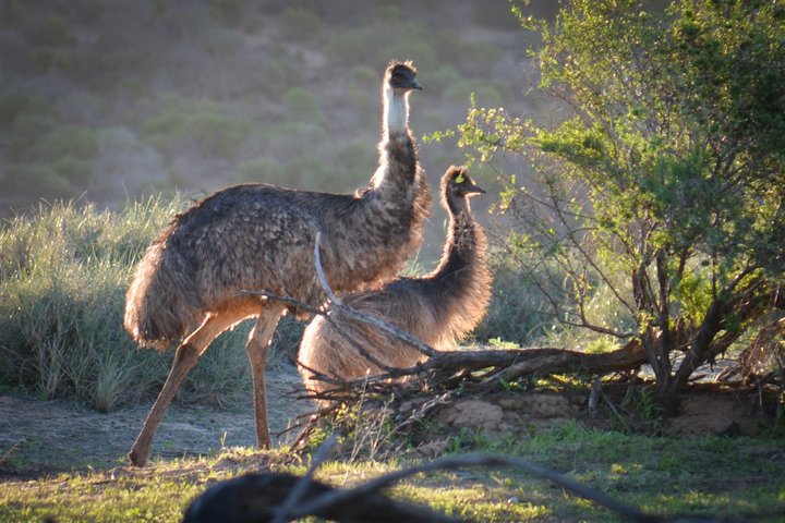 Morning Cruise on the Murchison River in Kalbarri (April to Nov)