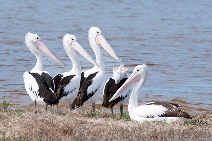 Morning Cruise on the Murchison River in Kalbarri (April to Nov)