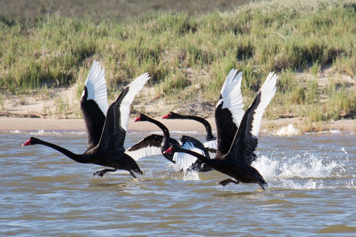 Morning Cruise on the Murchison River in Kalbarri (April to Nov)
