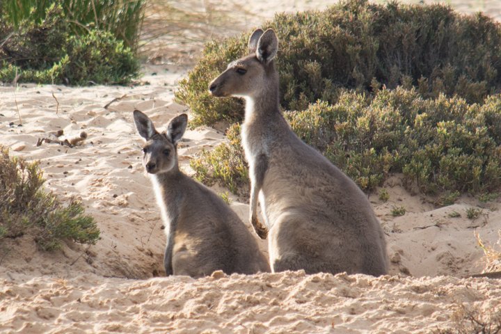 Morning Cruise on the Murchison River in Kalbarri (April to Nov)