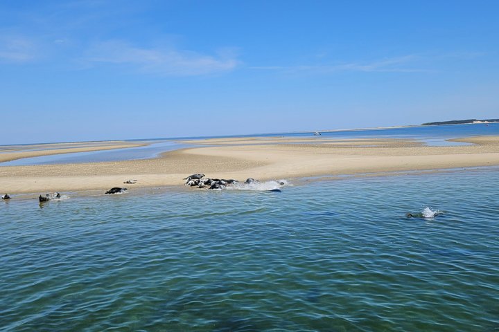 Wellfleet Harbor Seal Cruise Small Group Boat Tour on Cape Cod