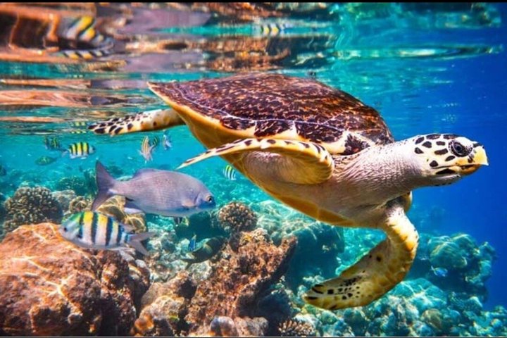 Boiling snorkeling boat rental in deshaies Guadeloupe