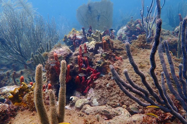 Boiling snorkeling boat rental in deshaies Guadeloupe