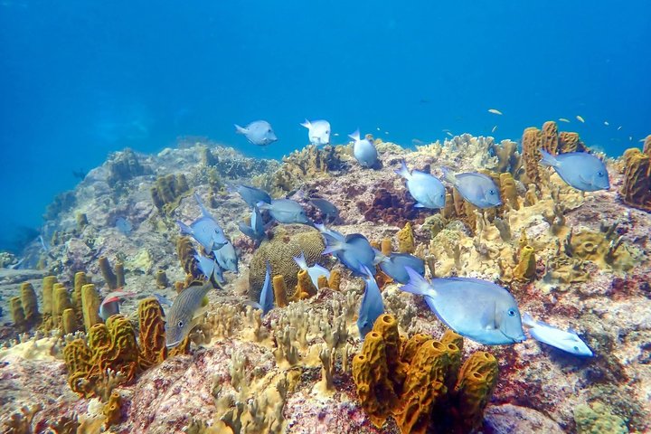 Boiling snorkeling boat rental in deshaies Guadeloupe