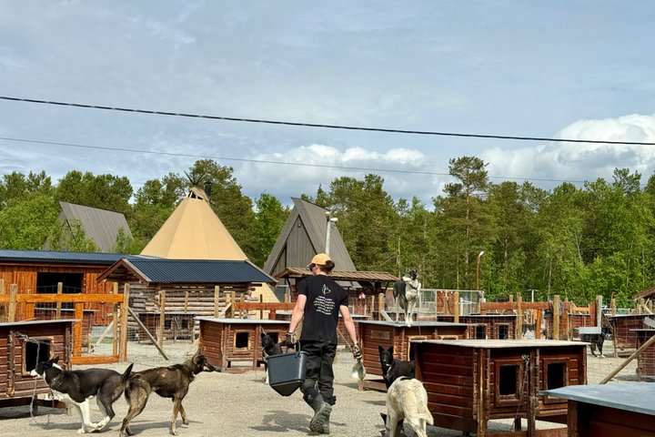 Alta Private Husky Experience at a Racing Kennel