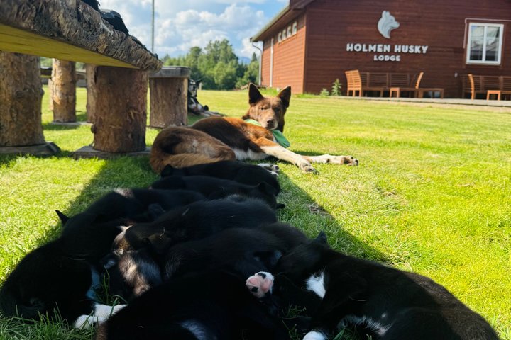 Alta Private Husky Experience at a Racing Kennel