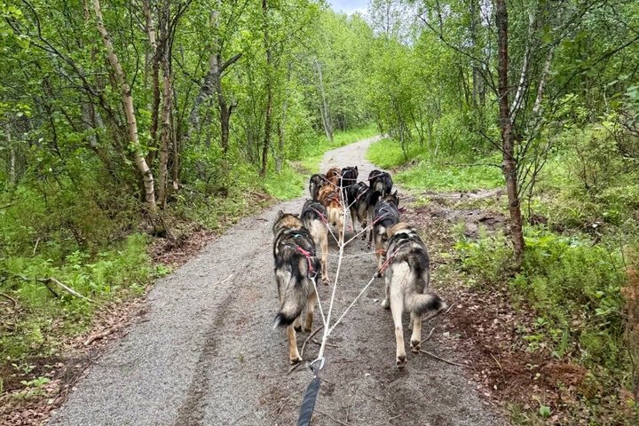 Alta Private Husky Experience at a Racing Kennel