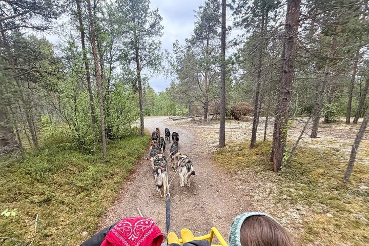Alta Private Husky Experience at a Racing Kennel