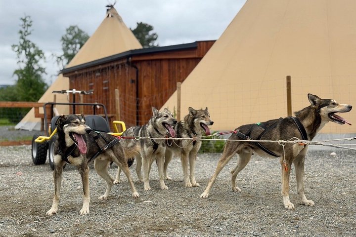 Alta Private Husky Experience at a Racing Kennel
