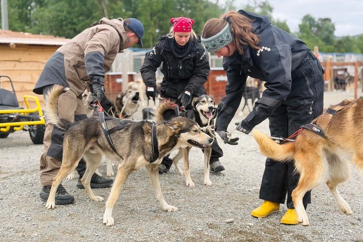 Alta Private Husky Experience at a Racing Kennel