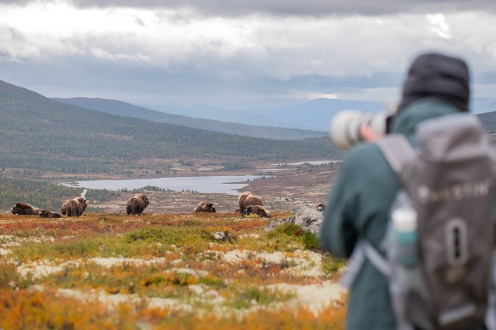 Musk ox Safari in Dovrefjell National Park, Oppdal Safari